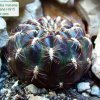 Sulcorebutia _mariana_ ssp.mariana_ HS15_ 01